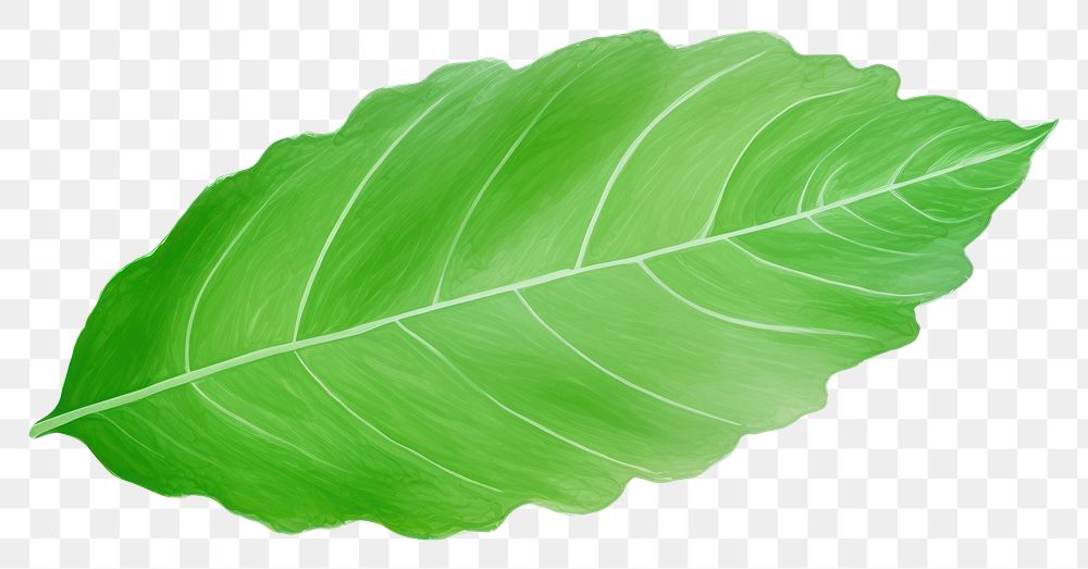 PNG  Leaf plant white background freshness. AI generated Image by rawpixel.