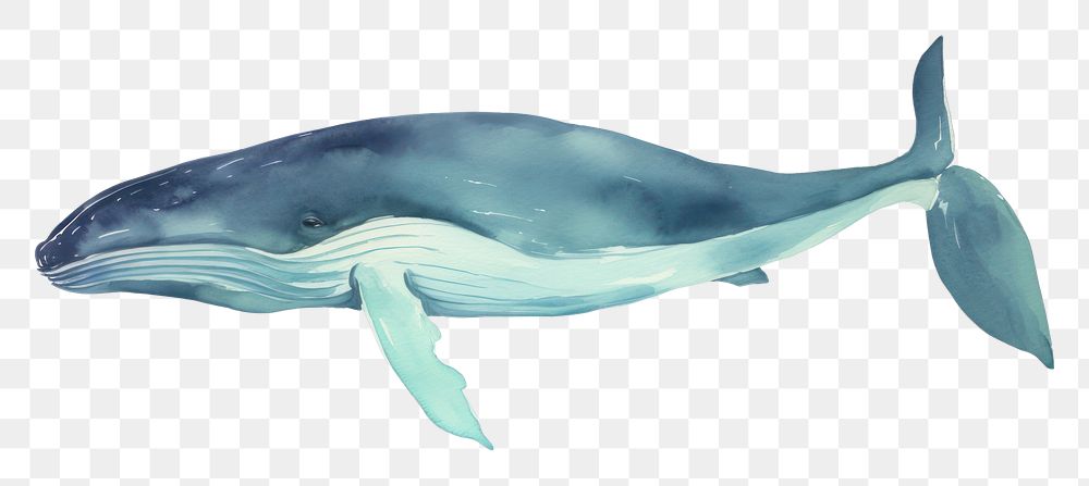 PNG Whale drawing animal mammal. AI generated Image by rawpixel.