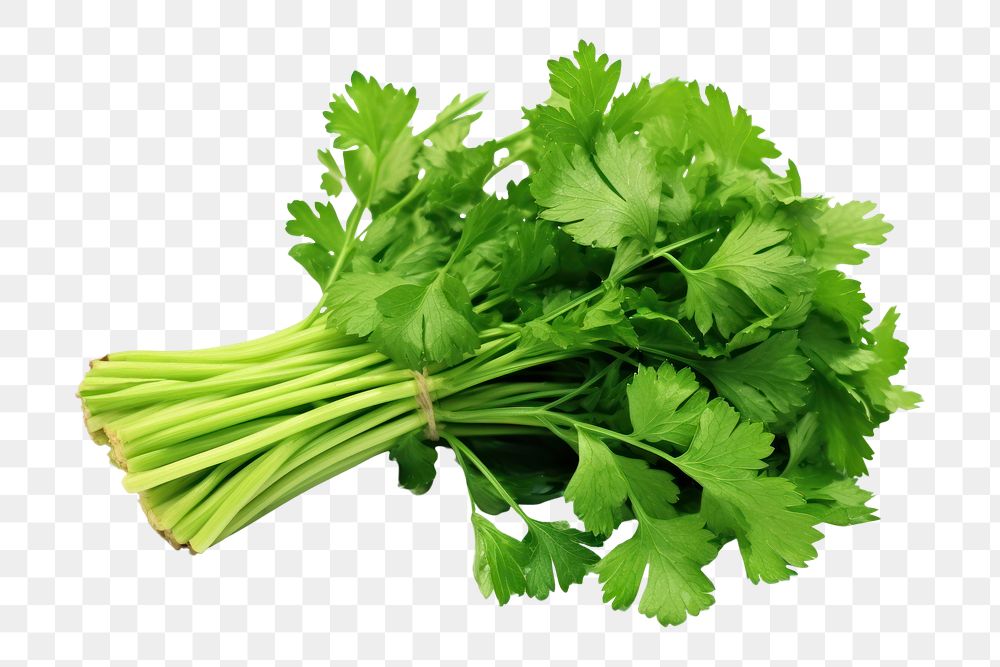 PNG  Parsley bunch plant green. AI generated Image by rawpixel.