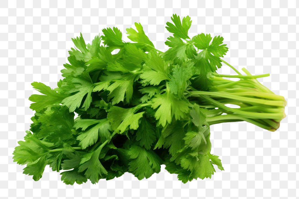 PNG  Parsley plant bunch green. AI generated Image by rawpixel.
