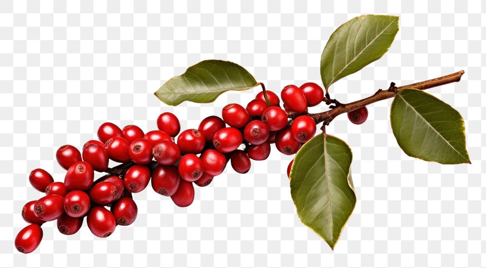 PNG  Red coffee beans and ripe berries branch cherry plant. 