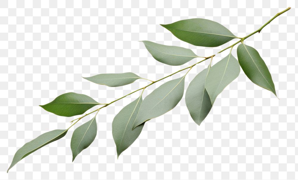 PNG  Eucalyptus Branch branch plant herbs. AI generated Image by rawpixel.