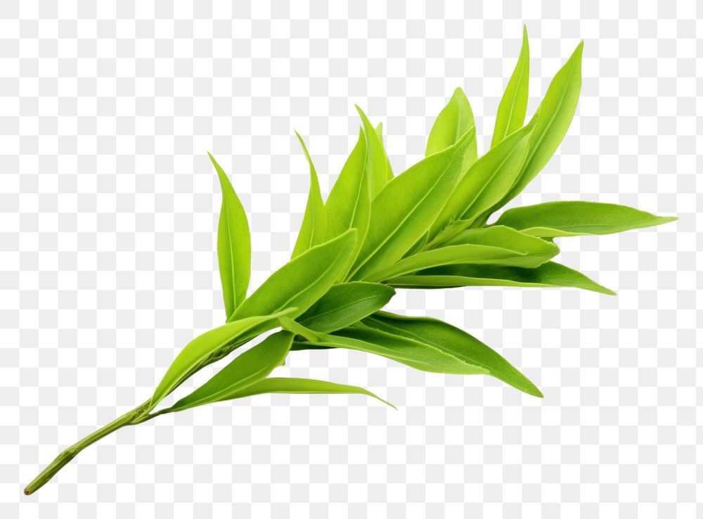 PNG  Green tea leaf green plant herbs. AI generated Image by rawpixel.