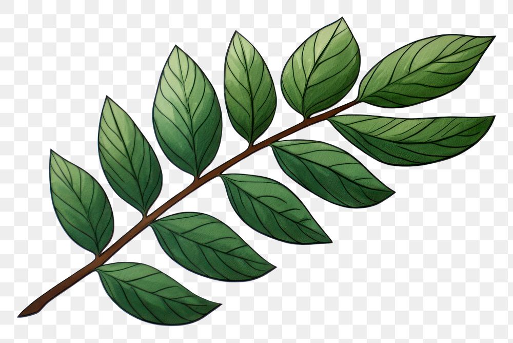Plant leaf tree annonaceae. AI generated Image by rawpixel.