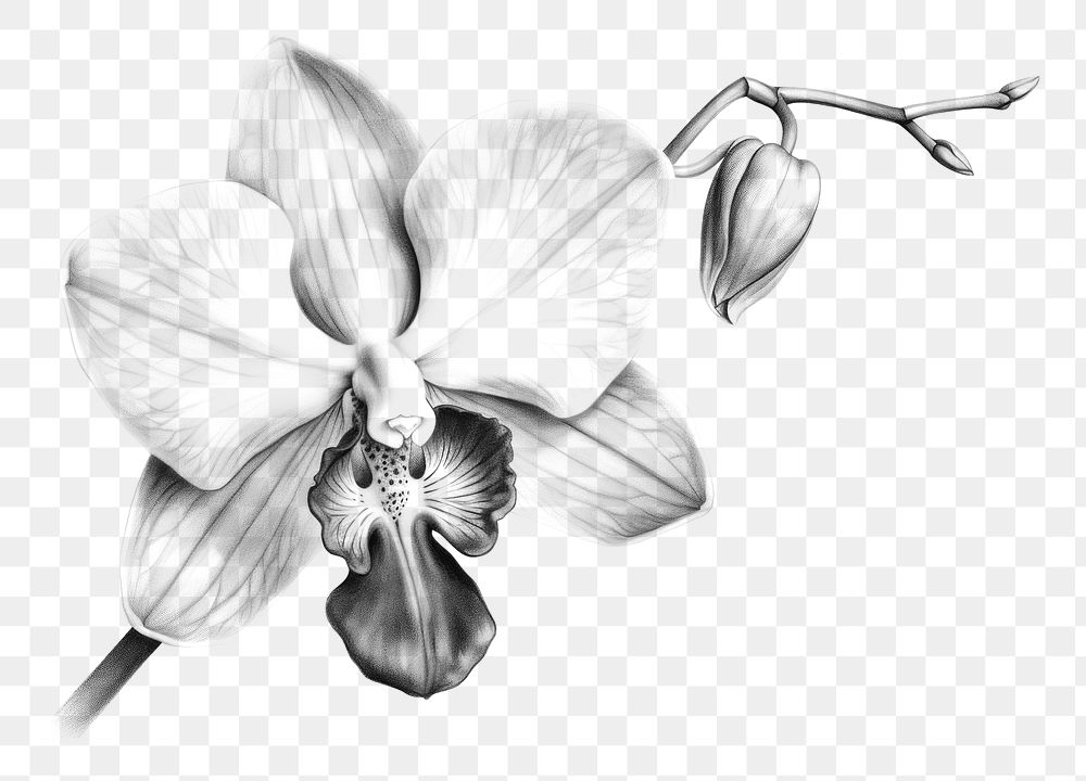 PNG Orchid drawing sketch flower. AI generated Image by rawpixel.