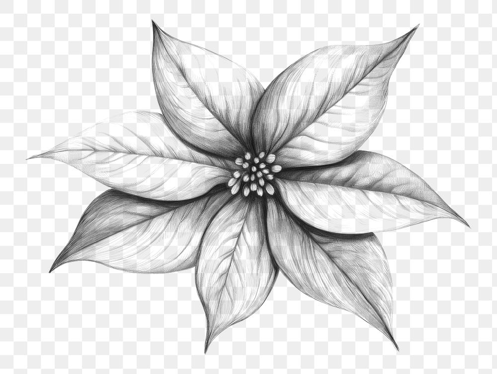 PNG Poinsettia drawing sketch pattern. AI generated Image by rawpixel.