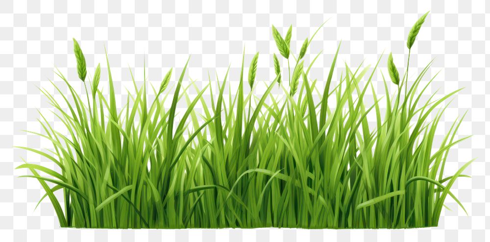 PNG Grass plant green lawn. 