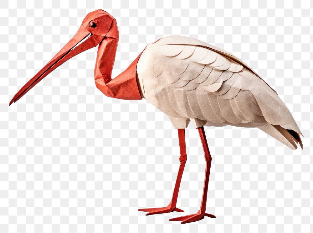 PNG Ibis animal stork bird. AI generated Image by rawpixel.