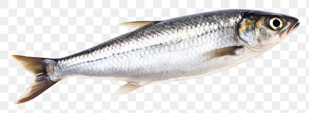 PNG Sardine seafood animal fish. AI generated Image by rawpixel.