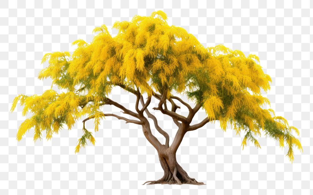 PNG  Kowhai tree plant white background tranquility. AI generated Image by rawpixel.
