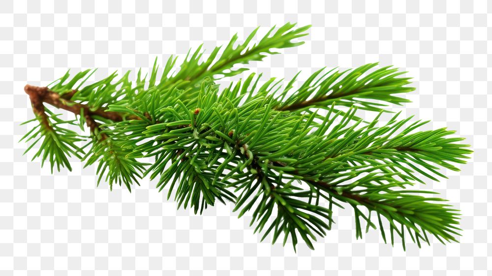 PNG  Fir-tree branch spruce nature plant. AI generated Image by rawpixel.