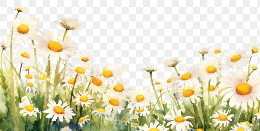 PNG Daisy backgrounds outdoors flower. 