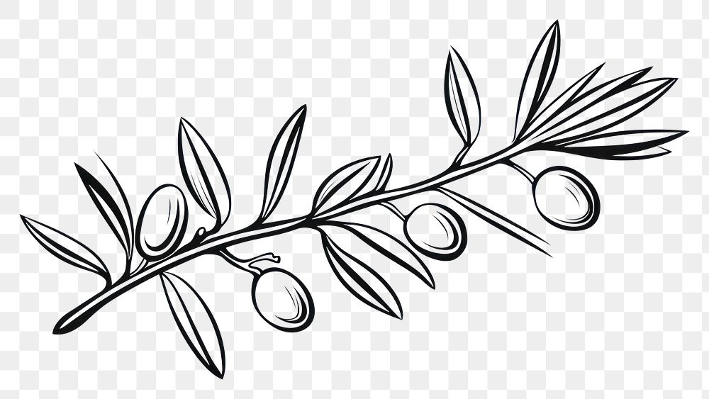 PNG  Olive branch drawing sketch plant. AI generated Image by rawpixel.