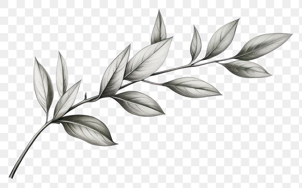 PNG  Herb leaves drawing herbs sketch. AI generated Image by rawpixel.