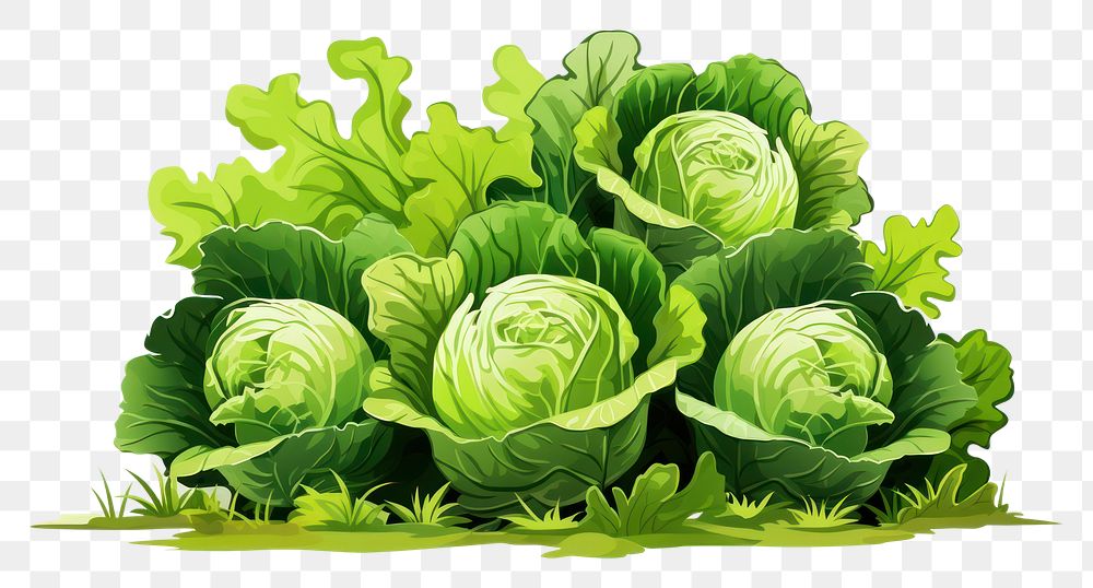 PNG  Cabbage garden vegetable plant food. AI generated Image by rawpixel.