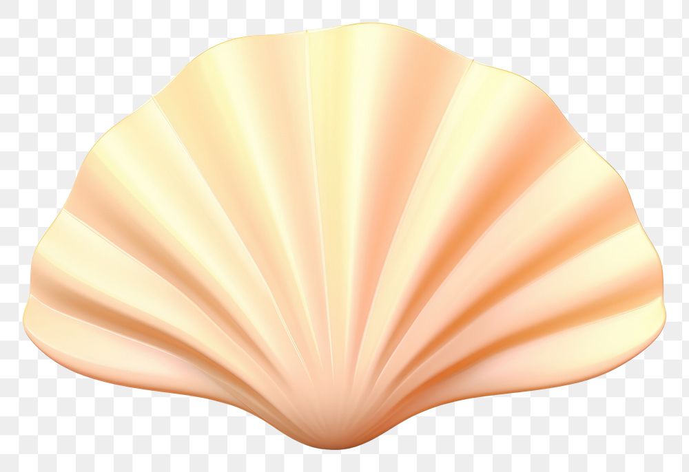 PNG  Cartoon sea shell white background invertebrate simplicity. AI generated Image by rawpixel.