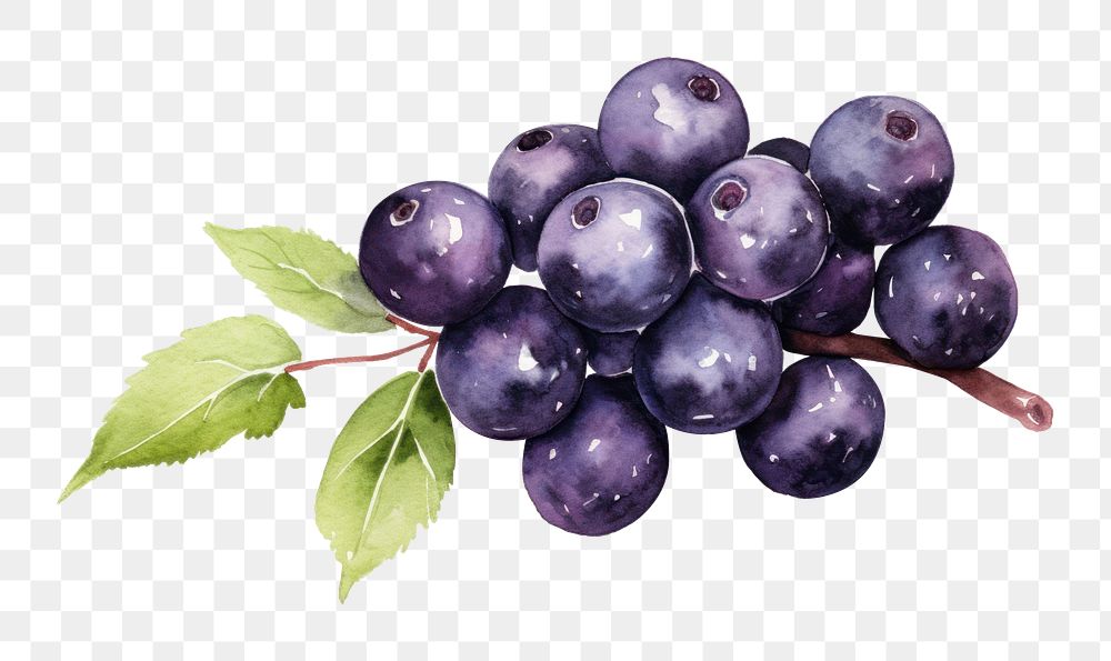 PNG Acai berries watercolor blueberry grapes fruit. AI generated Image by rawpixel.