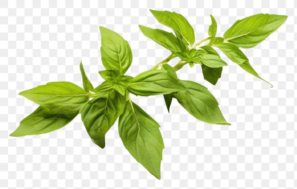 PNG Basil leaves plant herbs leaf. AI generated Image by rawpixel.