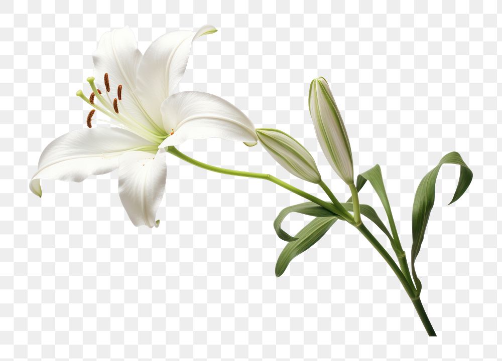 PNG Belladonna lily flower plant white