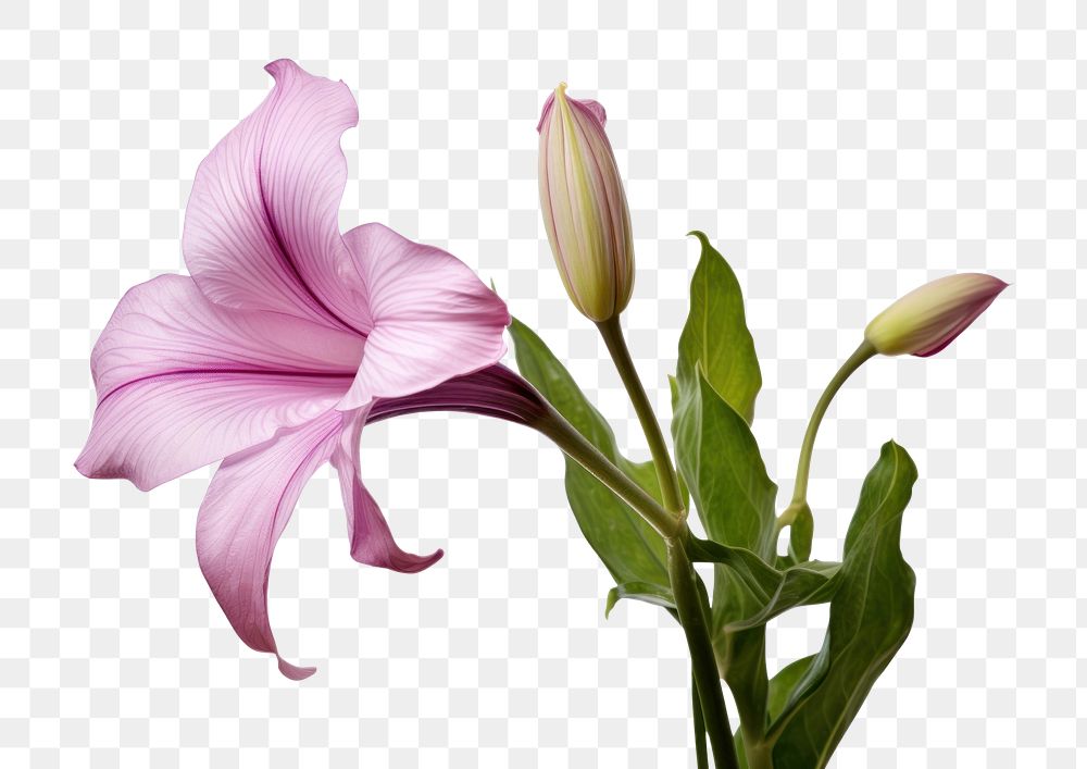 PNG Belladonna lily flower petal plant. AI generated Image by rawpixel.