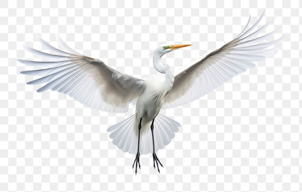 PNG PNG  Animal flying heron stork. AI generated Image by rawpixel.