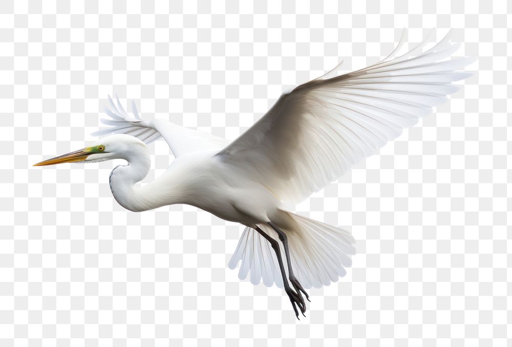 PNG Egret flying animal heron white. AI generated Image by rawpixel.