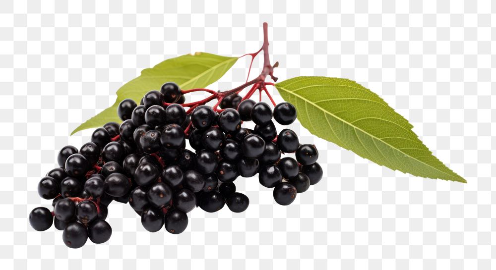 PNG Elderberry blueberry fruit plant. AI generated Image by rawpixel.