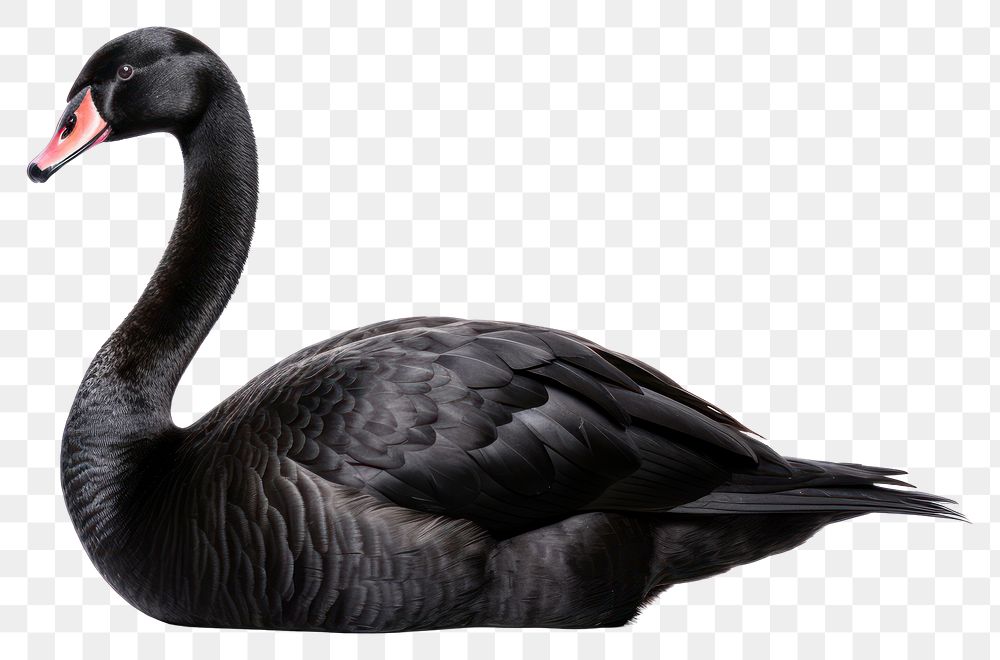 Animal goose bird swan. AI generated Image by rawpixel.