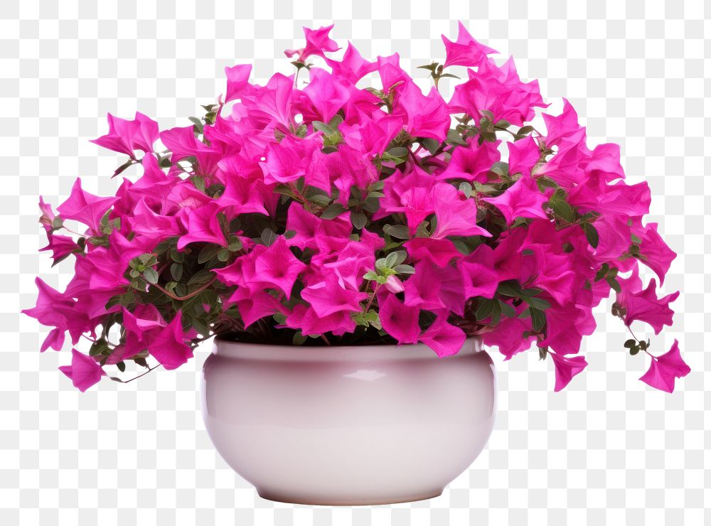 Flower plant petal vase