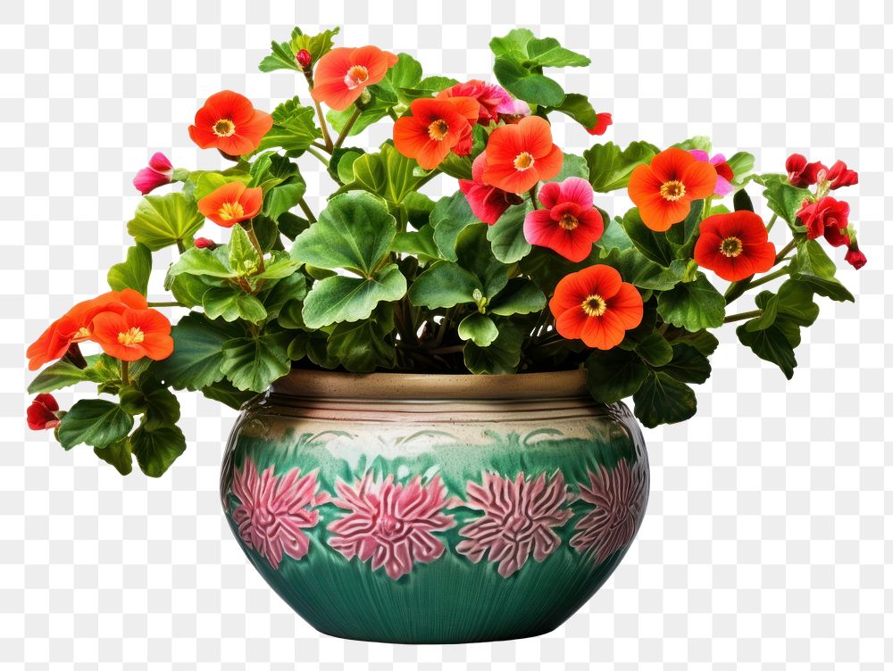 PNG Flower plant vase flowerpot. 