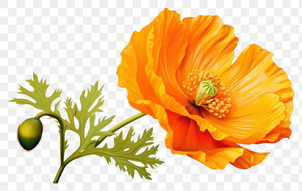 PNG Vibrant Iceland Poppy Flower flower poppy plant. AI generated Image by rawpixel.