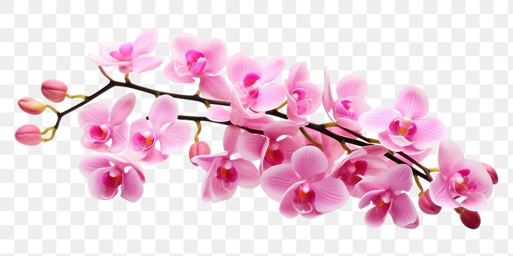 PNG Pink Orchid Flower flower orchid blossom. AI generated Image by rawpixel.