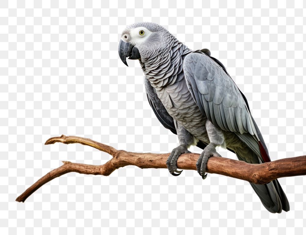 PNG Grey Parrot parrot animal branch. AI generated Image by rawpixel.