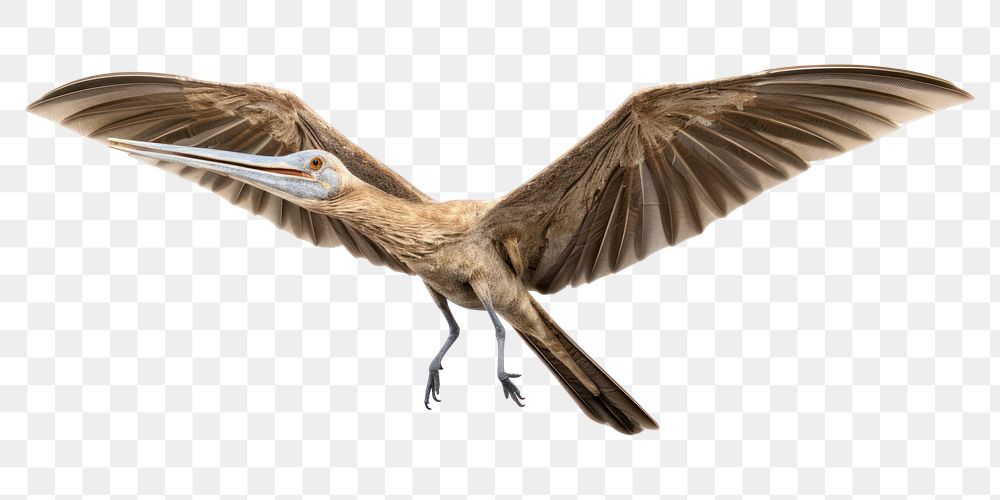 PNG Pterosaur flying beak animal. AI generated Image by rawpixel.