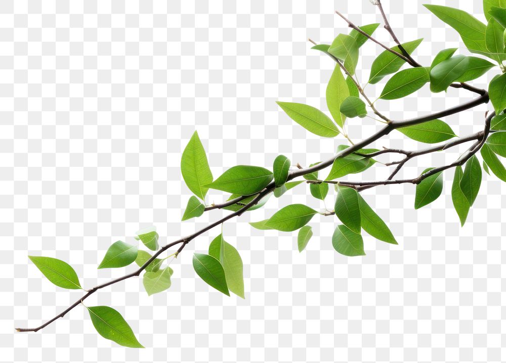 PNG Plant green leaf tree. 