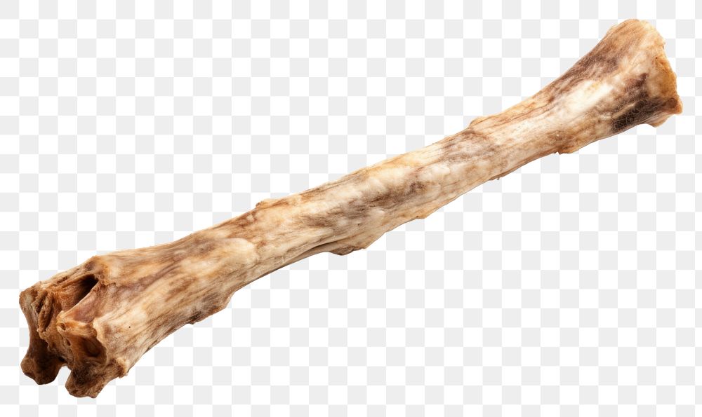 PNG Wood freshness driftwood bone. AI generated Image by rawpixel.