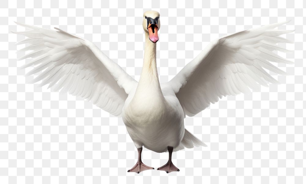 PNG  White swan fullbody animal goose bird. AI generated Image by rawpixel.