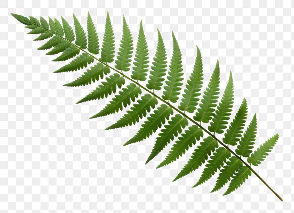 PNG  Single fresh fern leaf plant white background freshness. AI generated Image by rawpixel.
