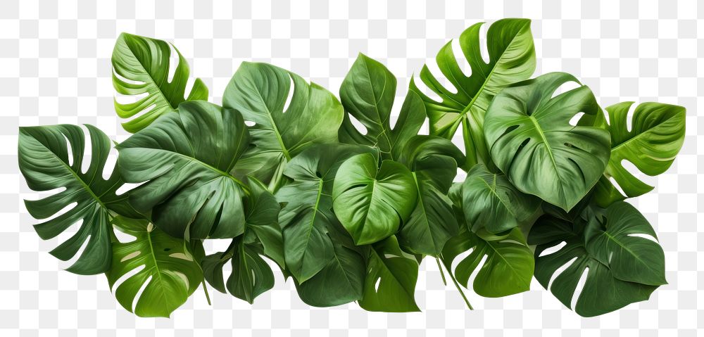 PNG  Tropical leaves plant leaf xanthosoma. AI generated Image by rawpixel.