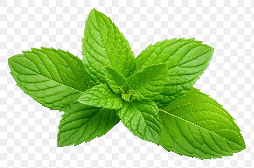 PNG Plant herbs leaf spearmint. AI generated Image by rawpixel.