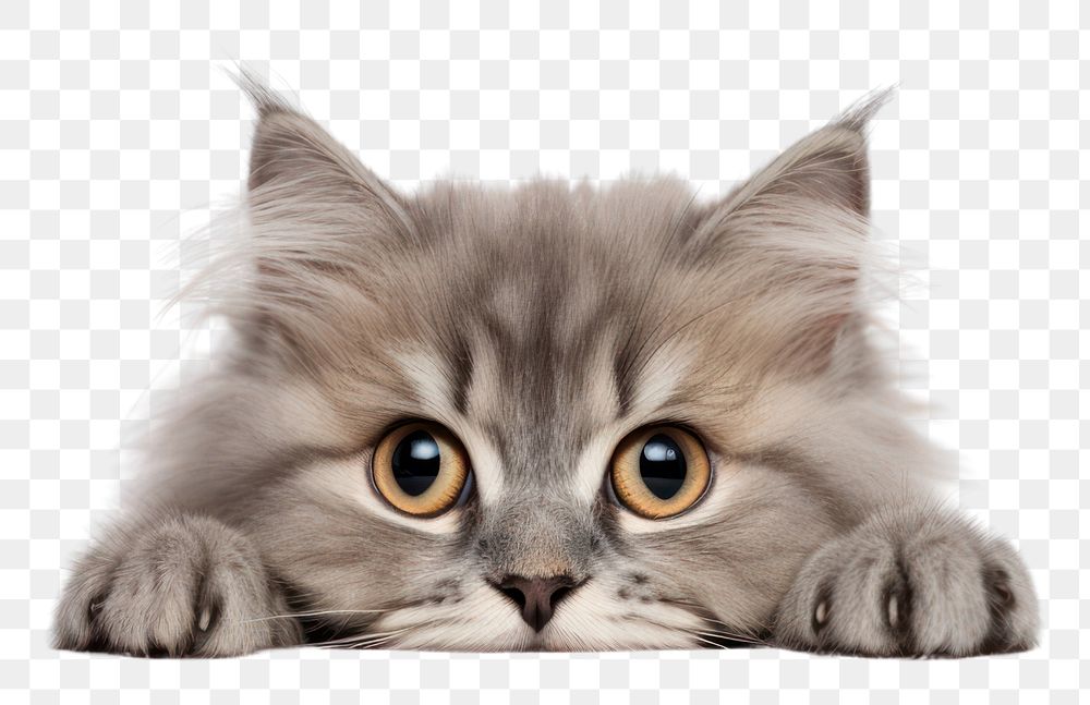 PNG Fluffy gray cat mammal animal kitten