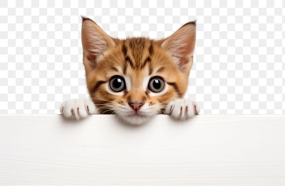 PNG Kitten peeking animal mammal. AI generated Image by rawpixel.