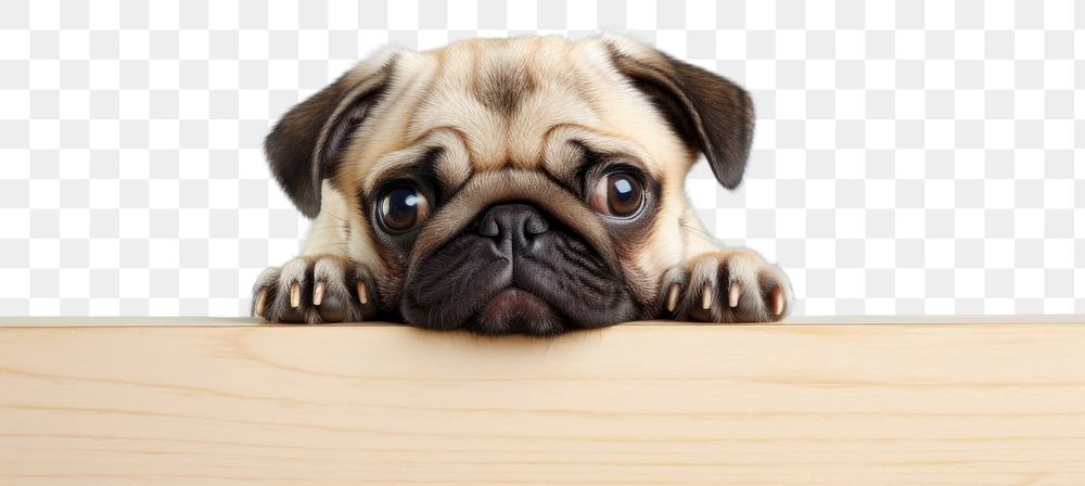 PNG Pug dog animal mammal puppy. AI generated Image by rawpixel.