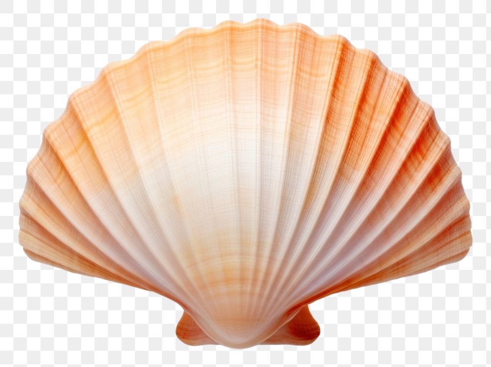 PNG Sea shell clam invertebrate simplicity. AI generated Image by rawpixel.