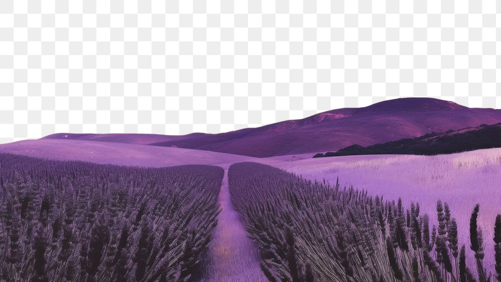 PNG Lavender outdoors nature purple. AI generated Image by rawpixel.