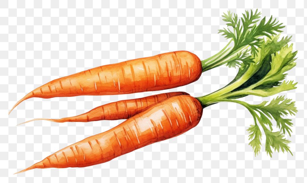 PNG  Carrots vegetable plant food. AI generated Image by rawpixel.