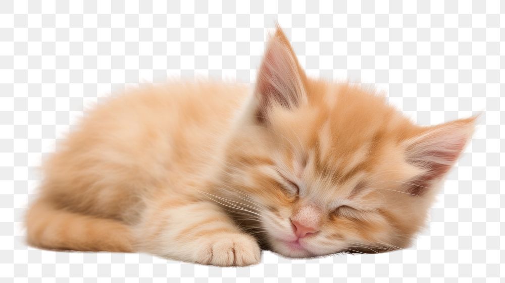 PNG  Little kitten sleeping mammal animal pet. .