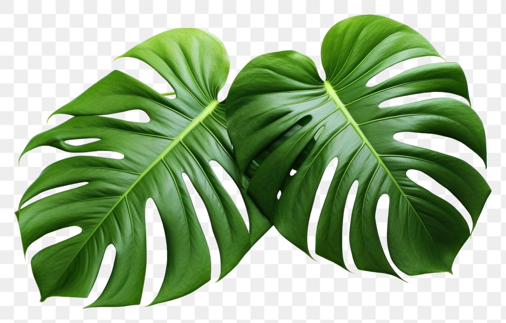 PNG Plant leaf freshness tropics. | Free PNG - rawpixel