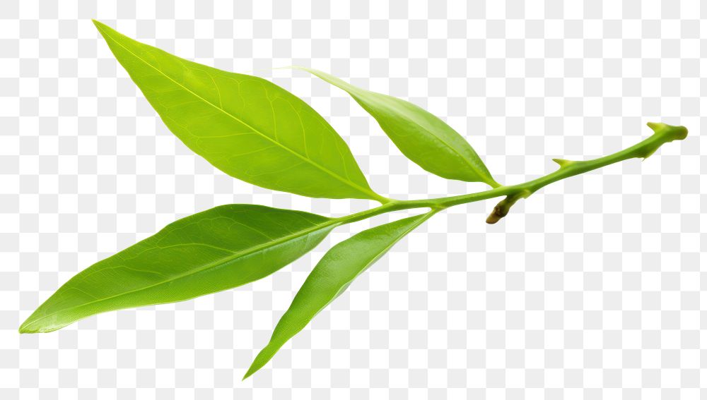 PNG Plant herbs leaf annonaceae. 