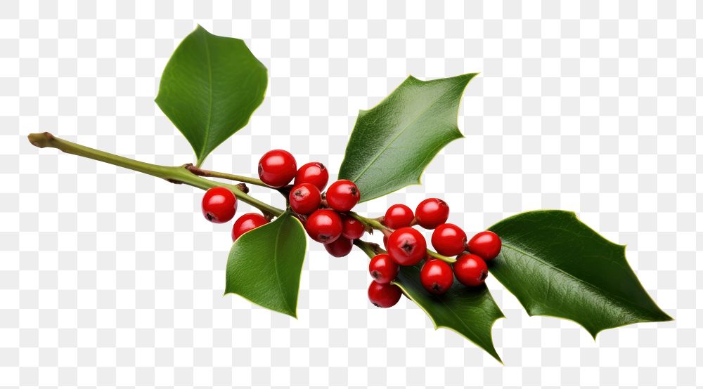 PNG Christmas mistletoe cherry plant leaf. AI generated Image by rawpixel.